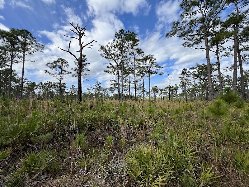 Wiregrass Prairie Preserve - Pickleball in Osteen, Florida
