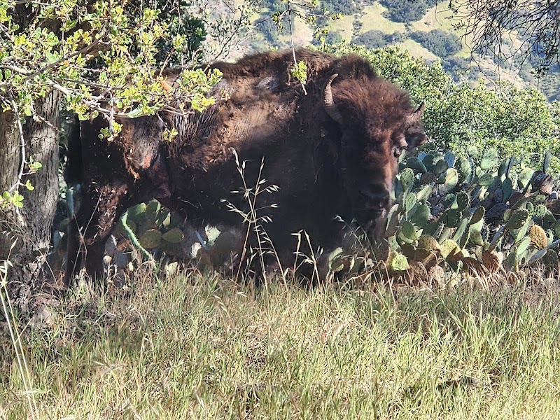 Bison Expedition - Pickleball in Avalon, California