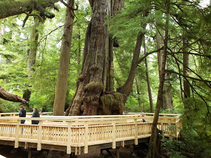 Rockaway Big Tree Trailhead