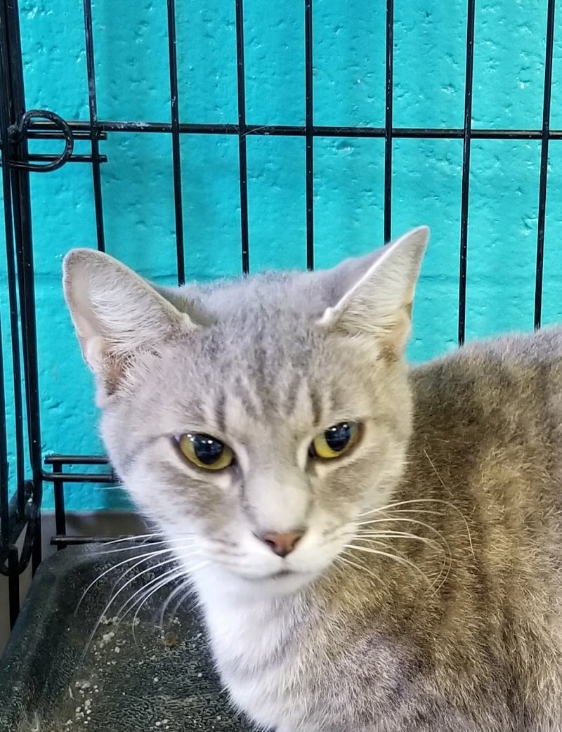 Caruthersville humane society - Pickleball in Caruthersville, Missouri