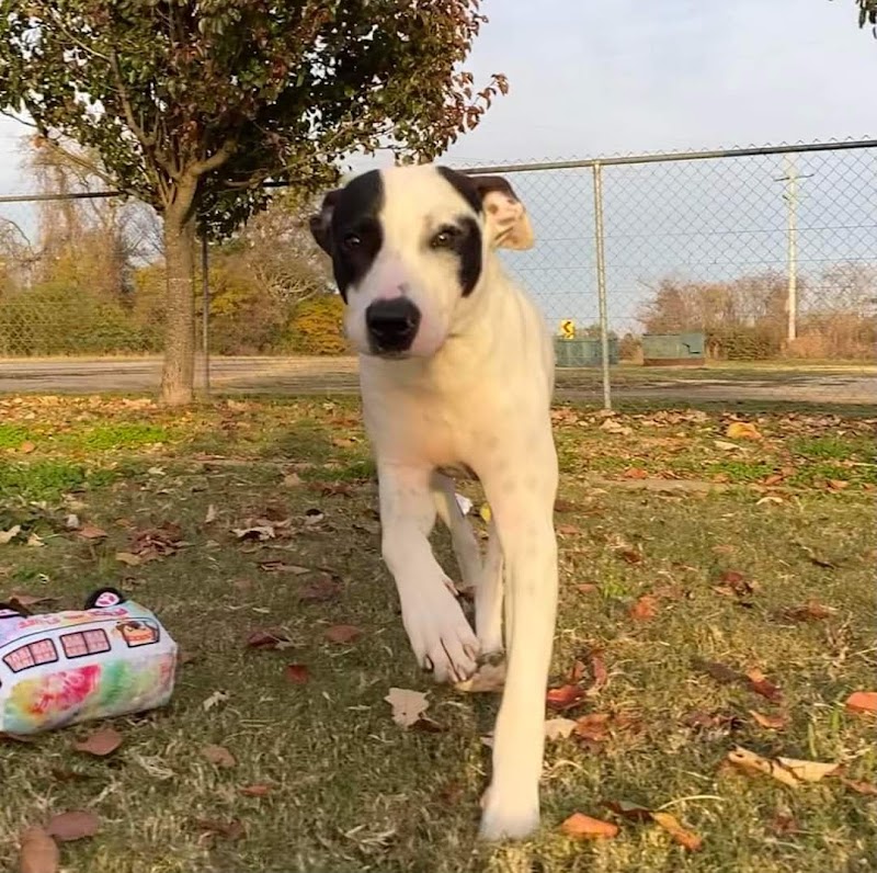 Tunica Humane Society
