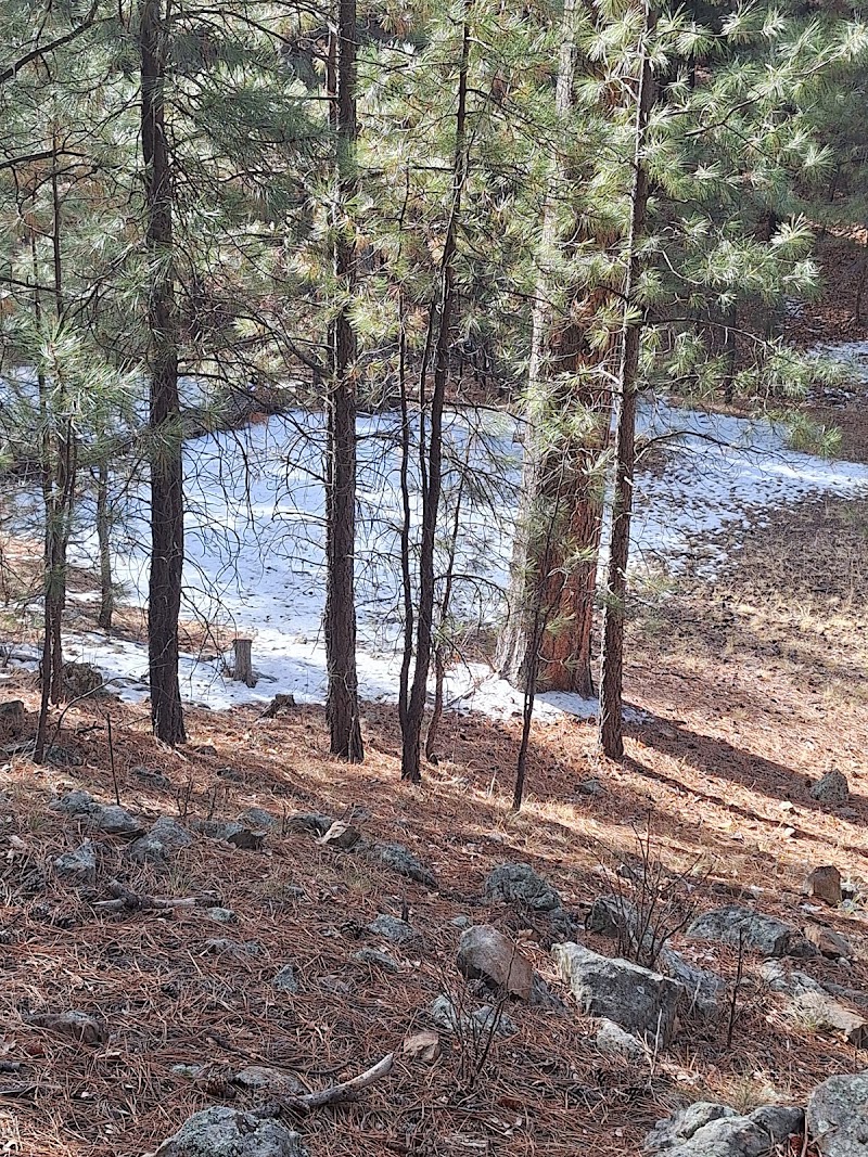 Forest Lakes