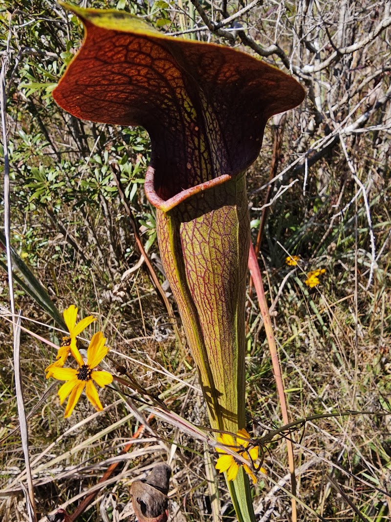 Buttercup Flats