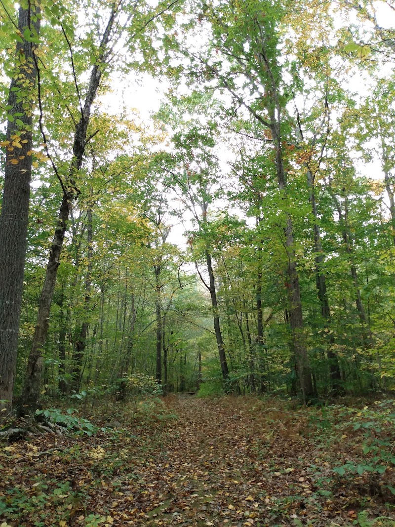 Colonel Ledyard Park
