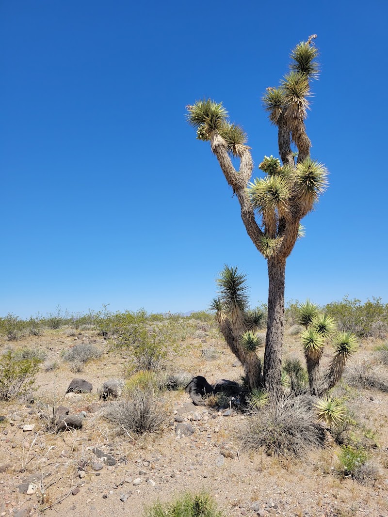 Dolan Springs Trail/Mt. Tipton Wilderness