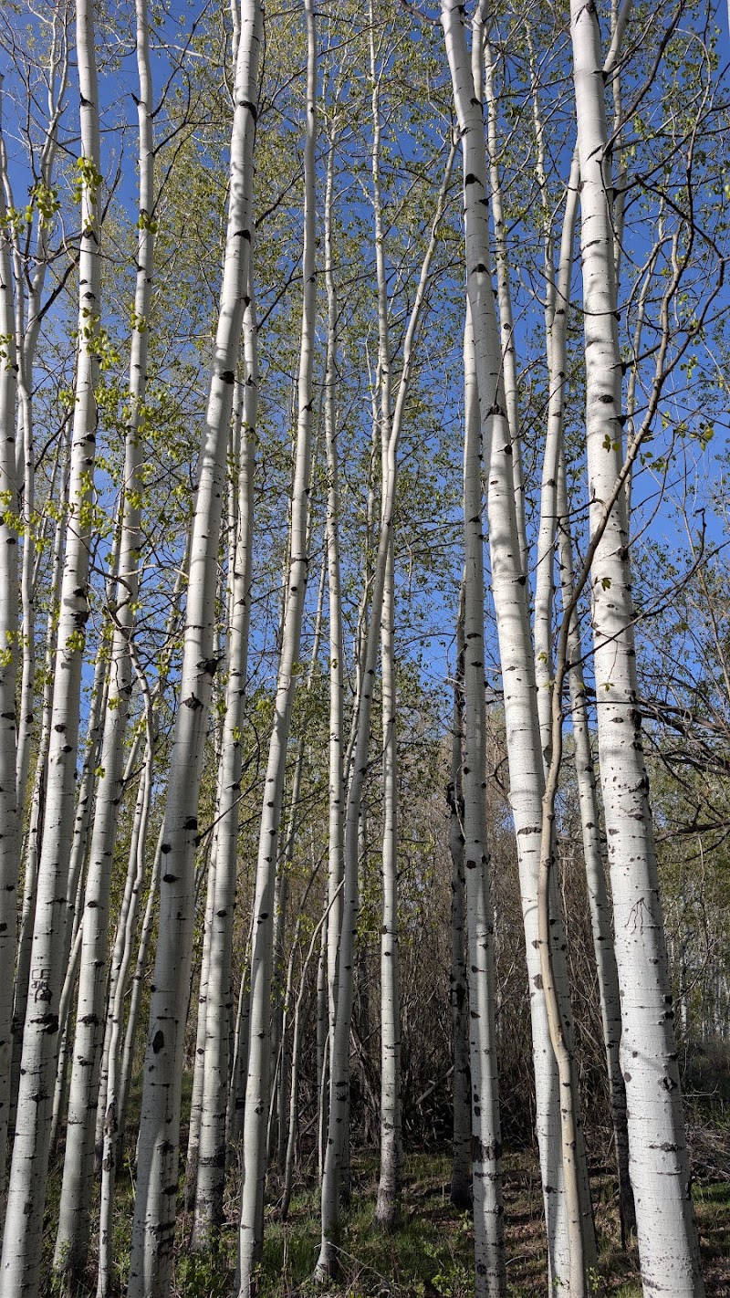 Rotary Park