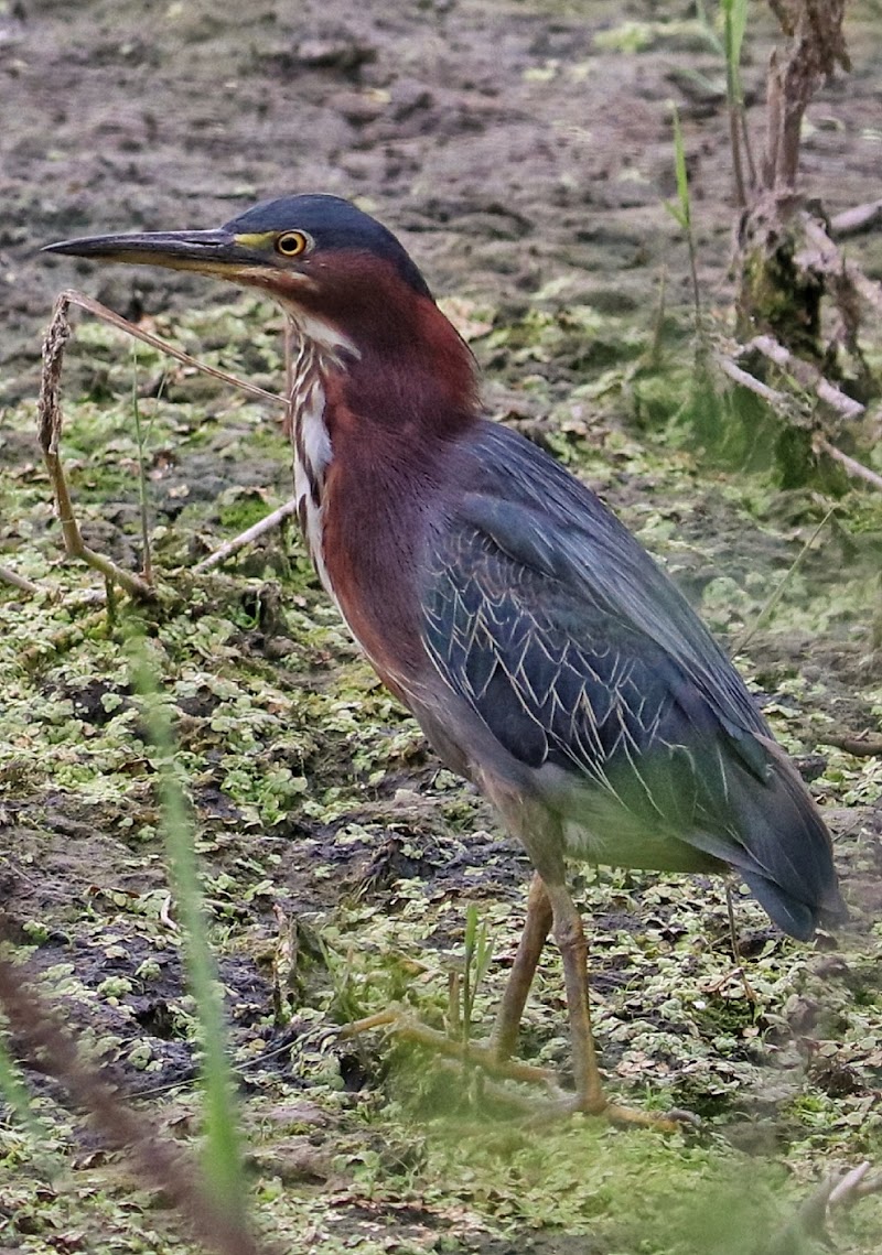 New Beaver Borough Wetlands - Pickleball in New Galilee, Pennsylvania
