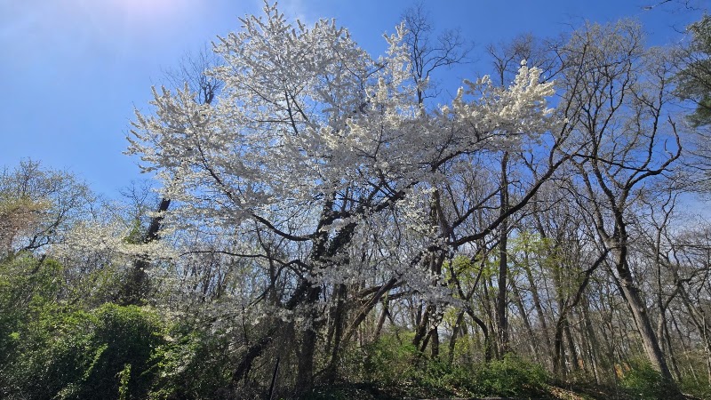 The Park at East Hills