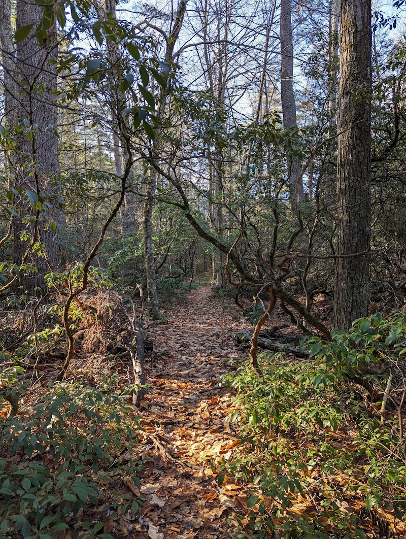 Sheldrick Forest Preserve