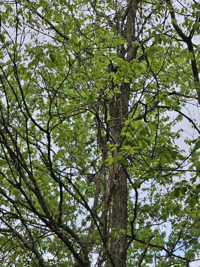 Blair Memorial park