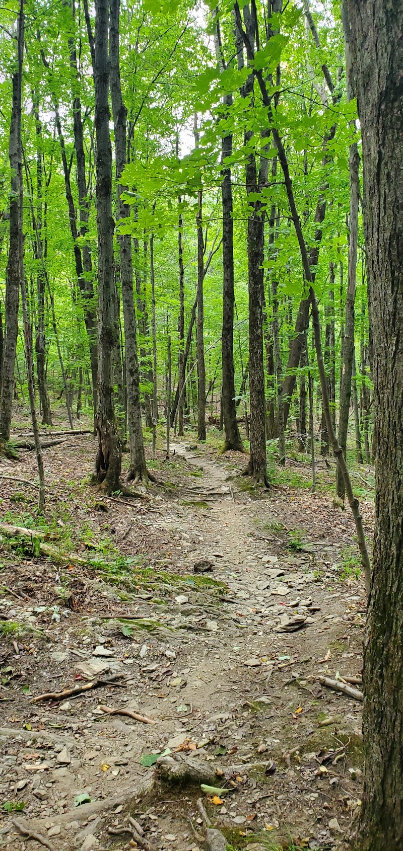 Hinesburg Town Forest - Pickleball in Hinesburg, Vermont