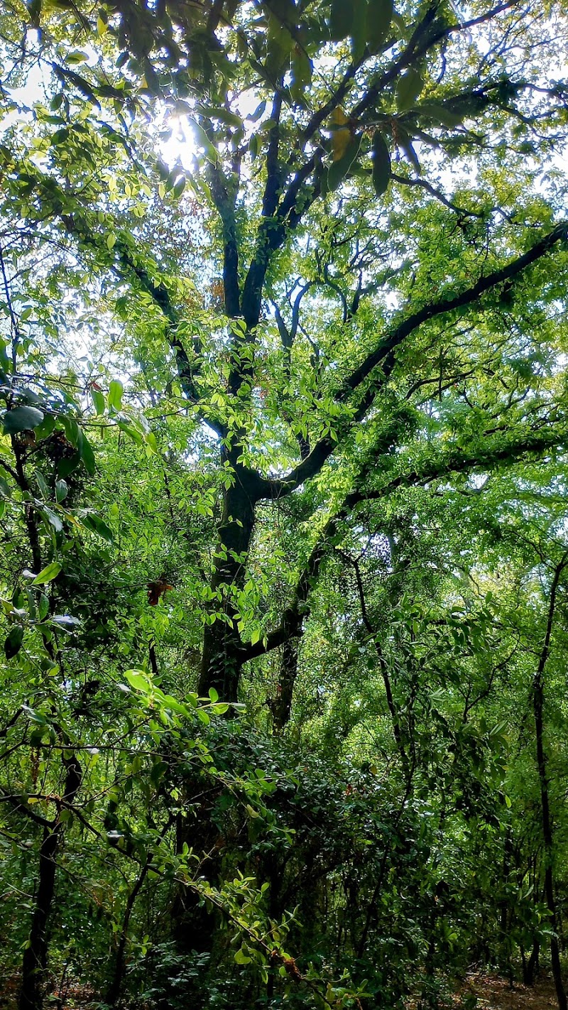 Wood County Arboretum & Botanical Gardens - Pickleball in Quitman, Texas