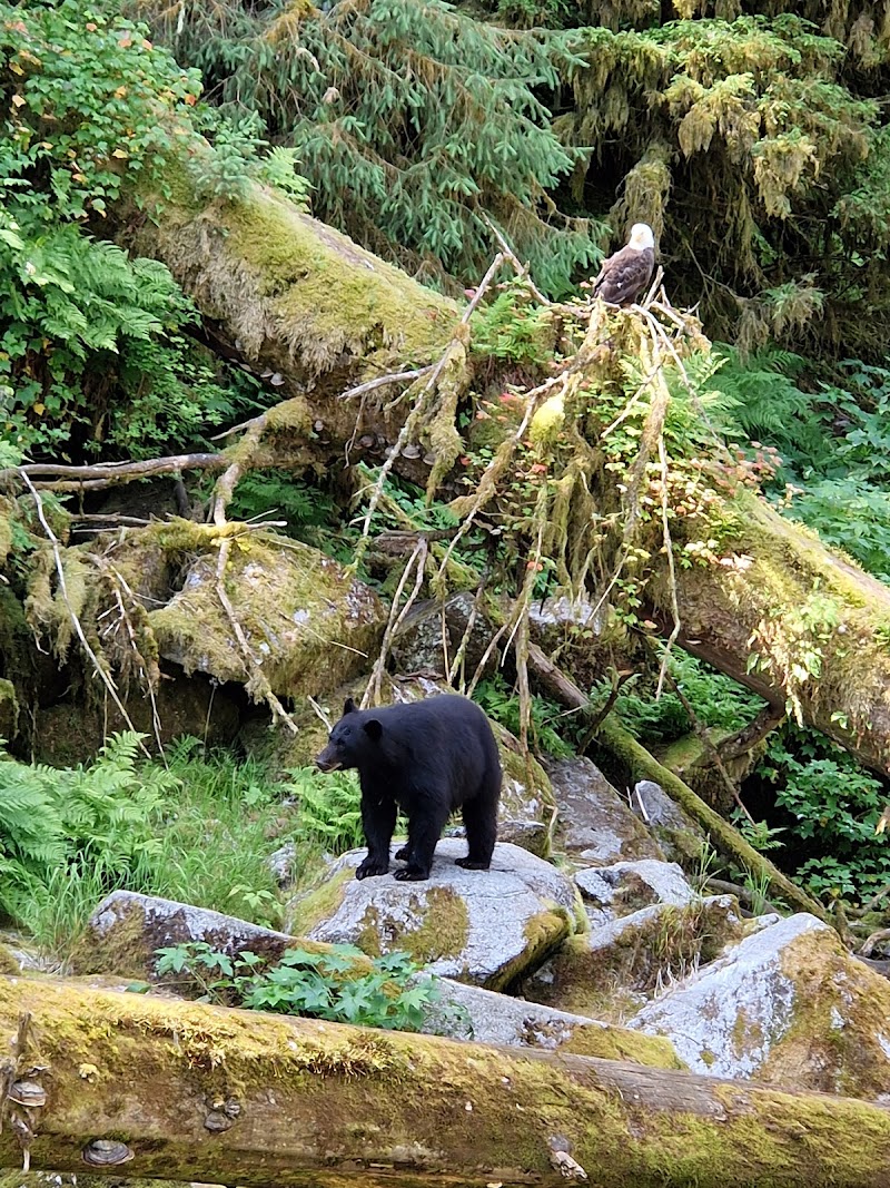 Anan Wildlife Observatory Site - Pickleball in Wrangell, Alaska