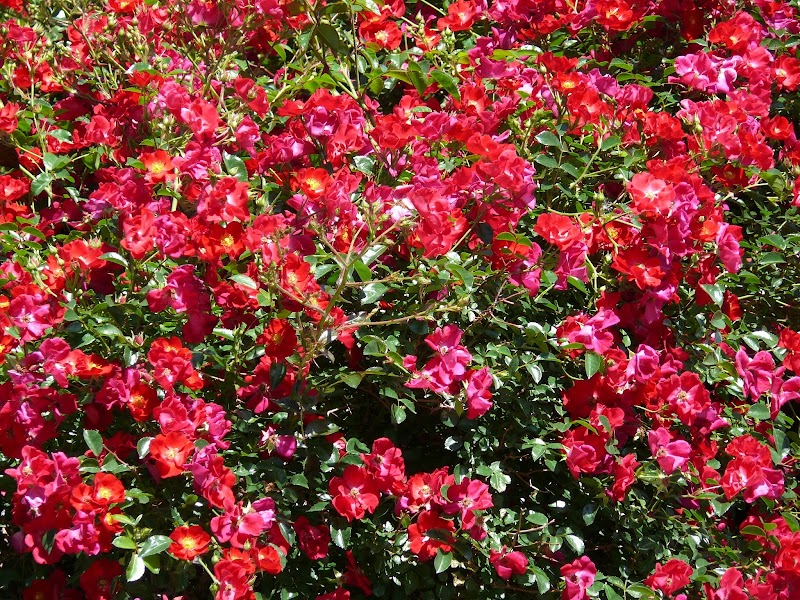 Ronald D. Lehman Community Park