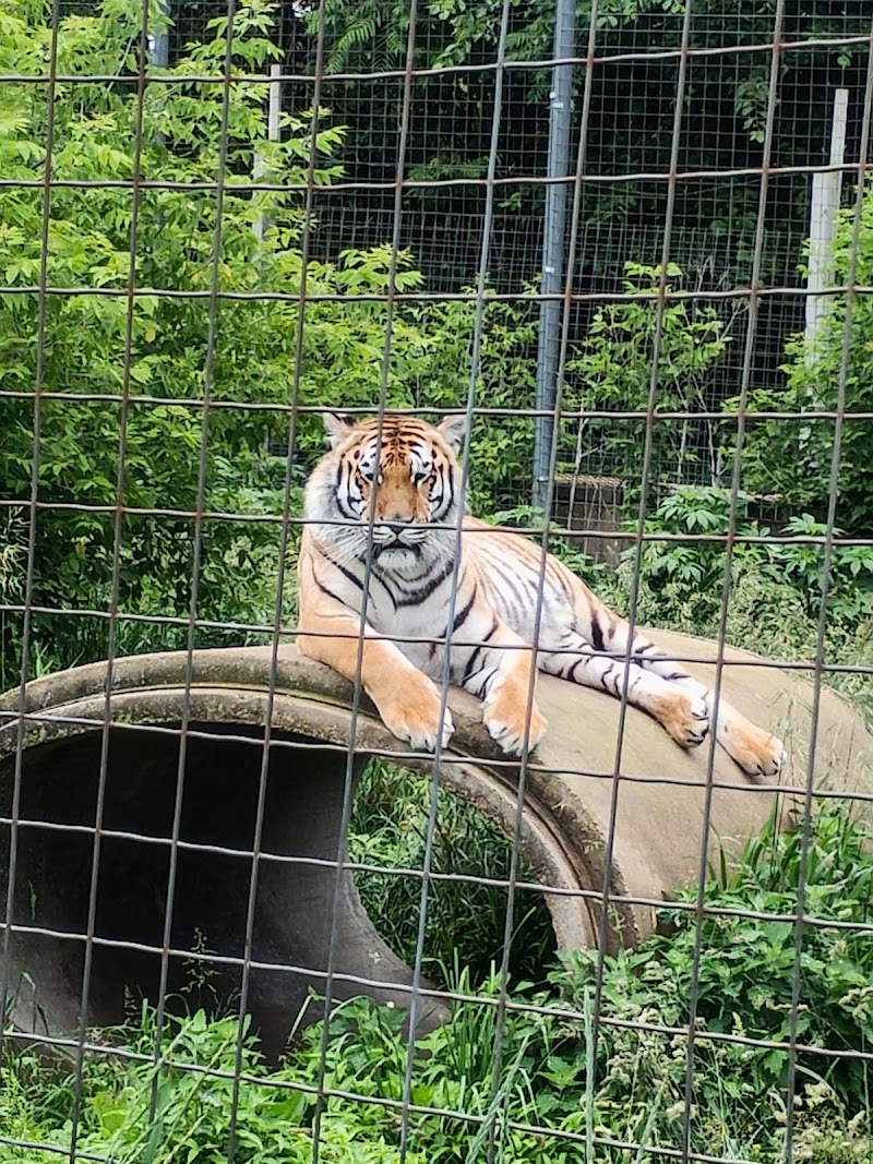 Wisconsin Big Cat Rescue - Pickleball in Rock Springs, Wisconsin