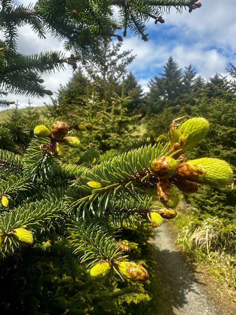 Sitka Spruce Park