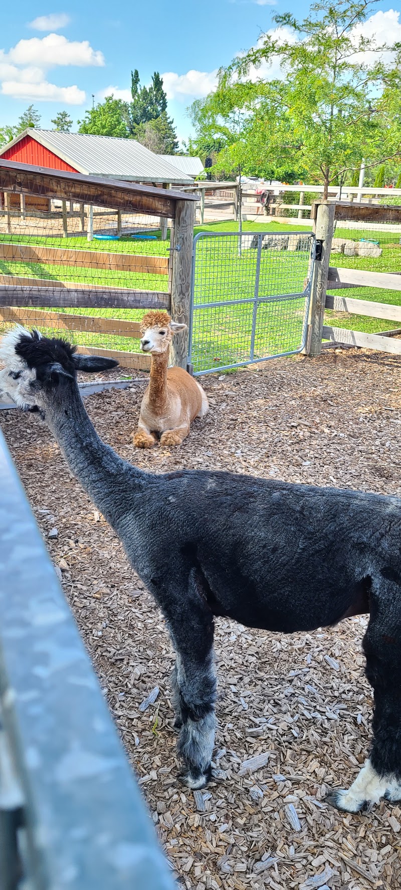 Chinguacousy Park Petting Zoo