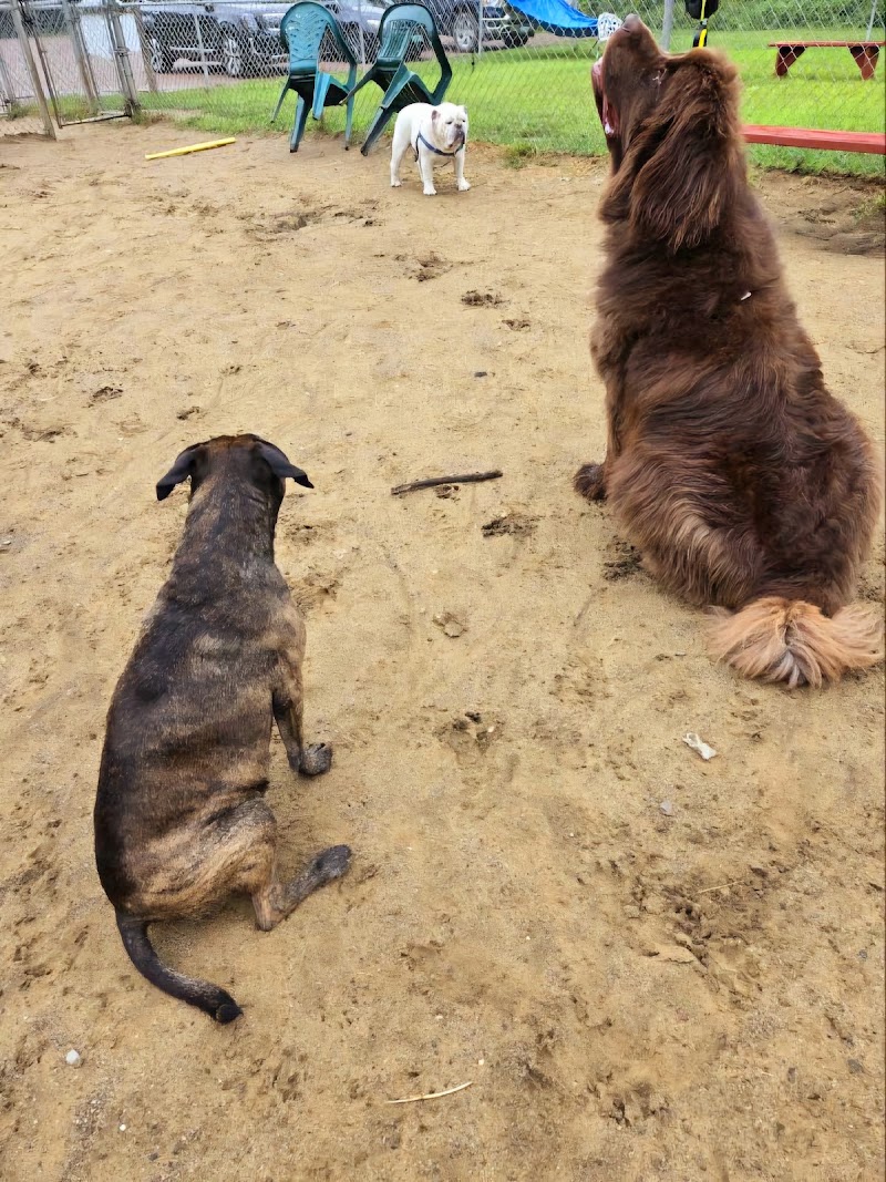 Essex Dog Park