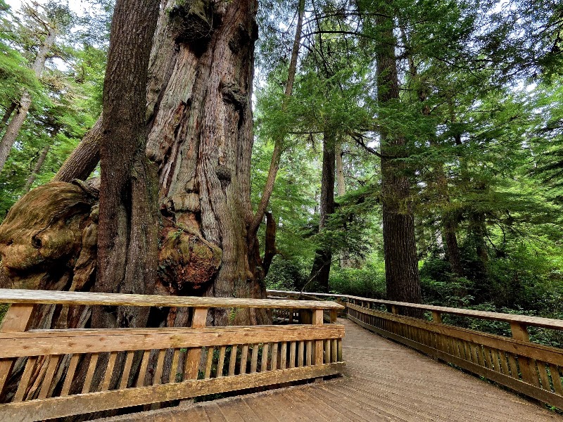 Rockaway Beach Old Growth Nature Preserve - Pickleball in Rockaway Beach, Oregon