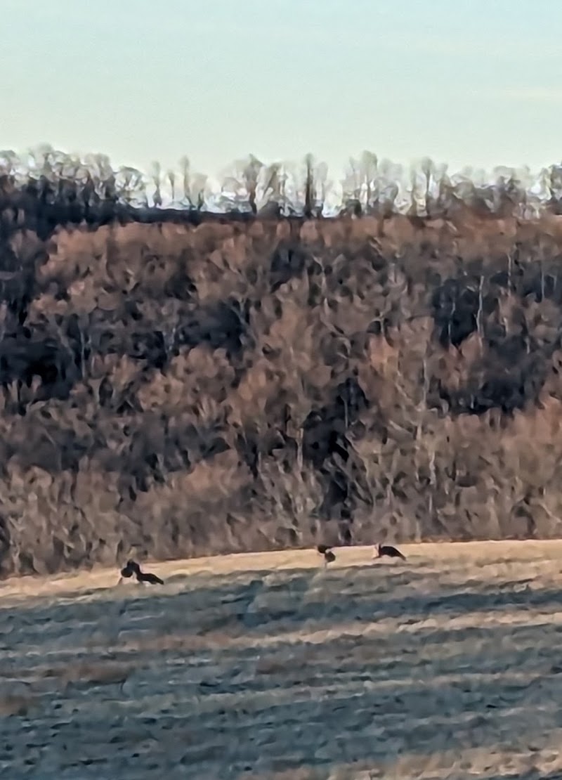 Village of Canisteo