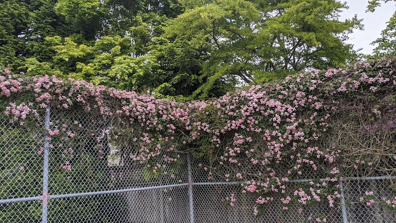 Meridian by the Sea Park - Pickleball in Surrey, British Columbia