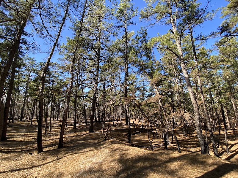 Wharton State Forest