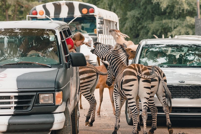 Wild Animal Safari - Pine Mountain, Georgia