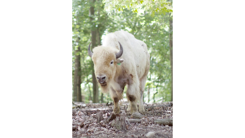 Briarwood Ranch Safari Park - Pickleball in Bybee, Tennessee